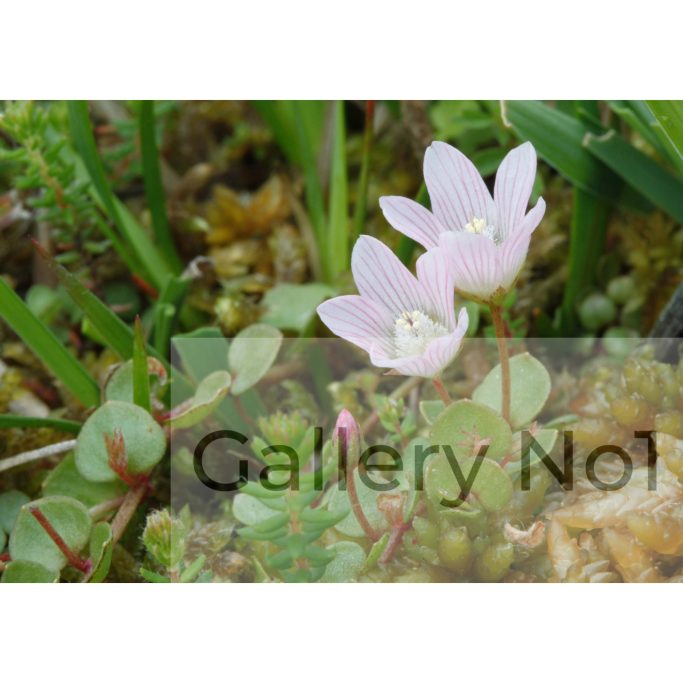 Find photographs of plants including the bog pimpernel for sale.