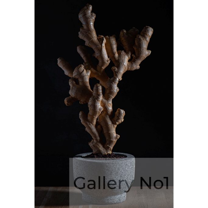 Search for a photograph of a ginger tree by Victor Anton 