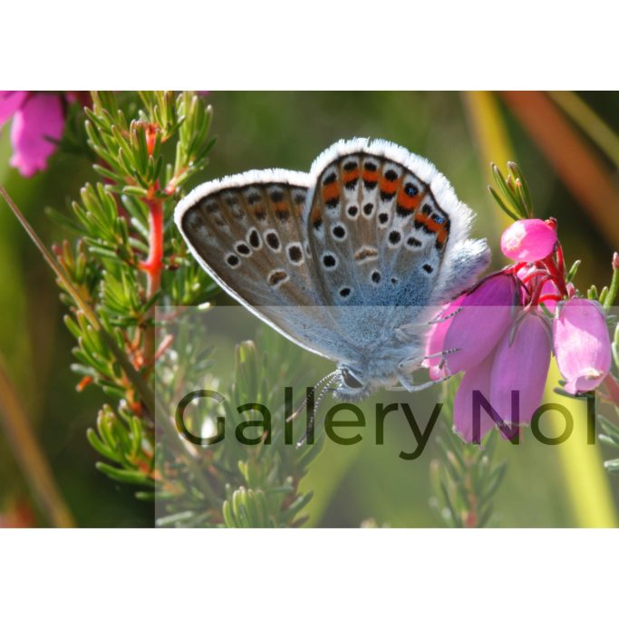 Find photographs of butterflies for sale in the UK.