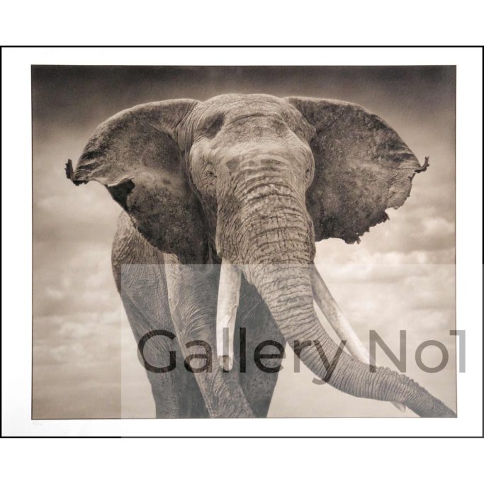 Find Nick Brandt photographs of elephants for sale