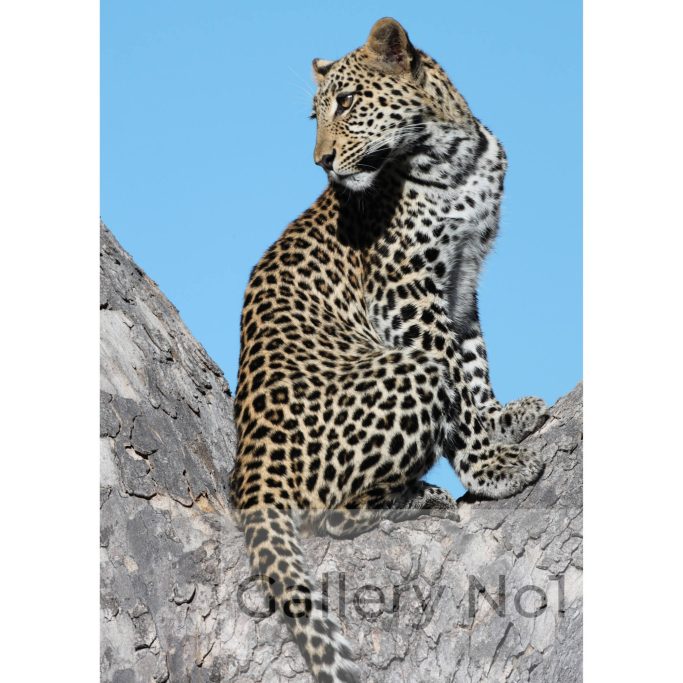 Find African wildlife photographs of leopards for sale.