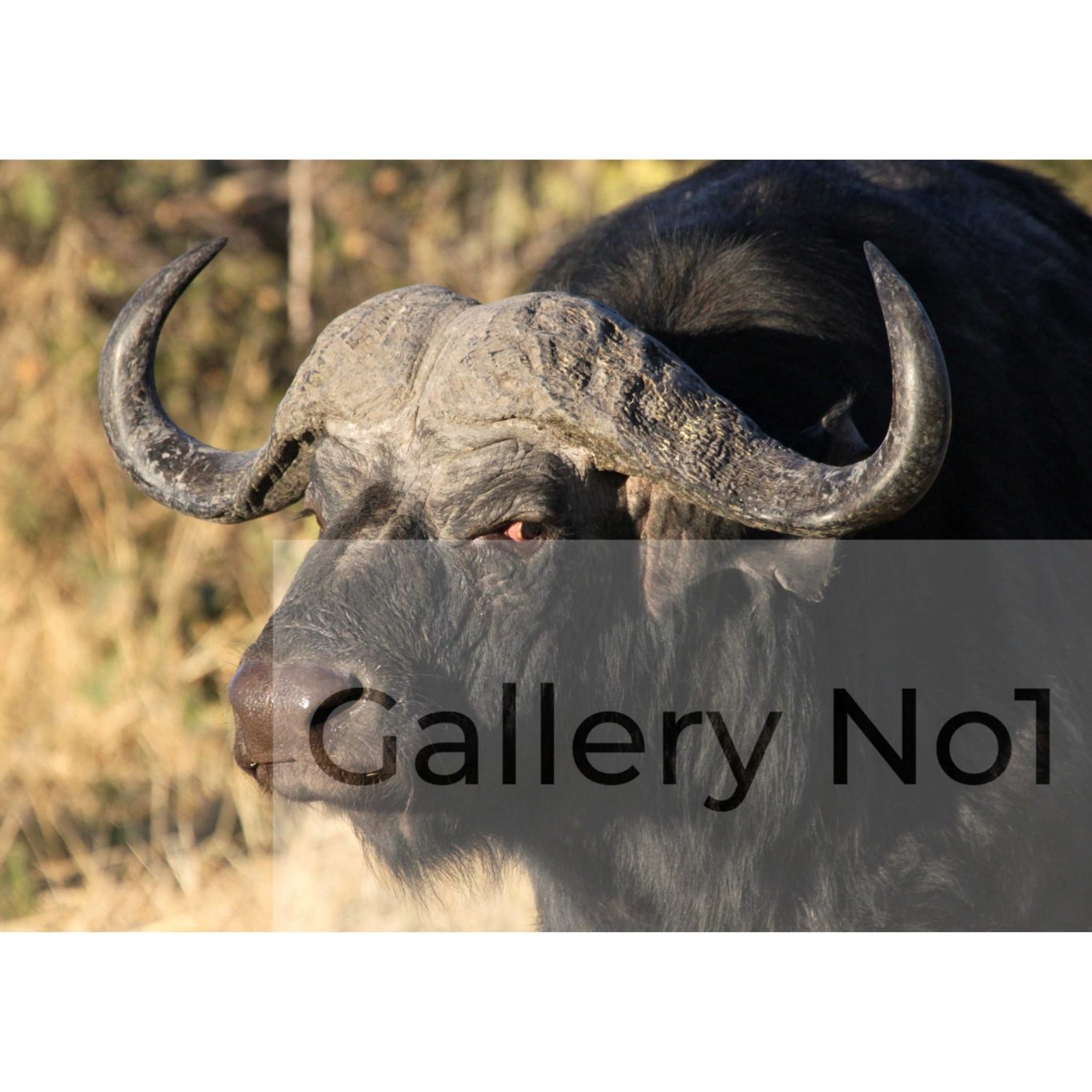 Andrew Watts - Photograph - Cape buffalo, Chobe National Park, Botswana