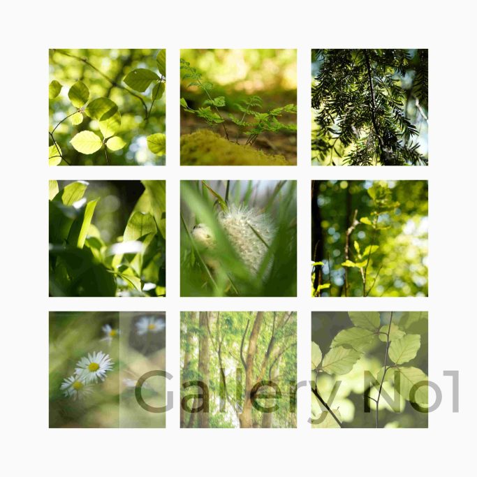 Find photographs of trees and leaves by Lisa Wilson for sale