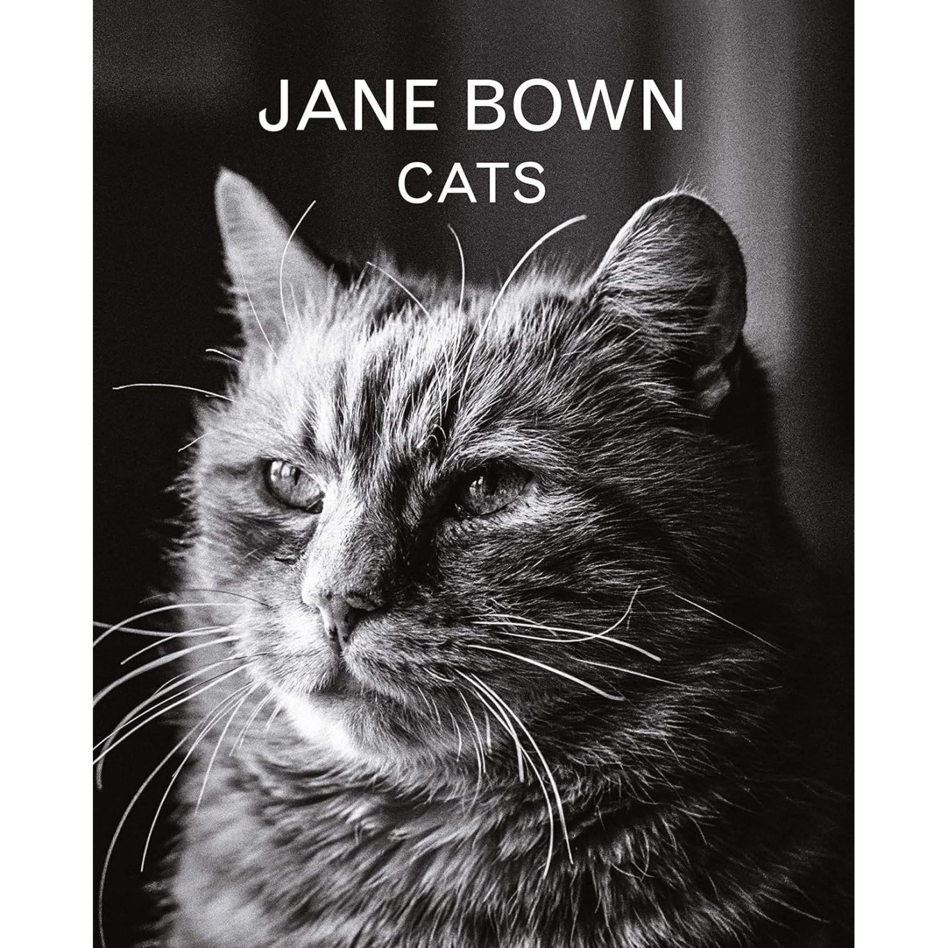 Jane Bown - Cats