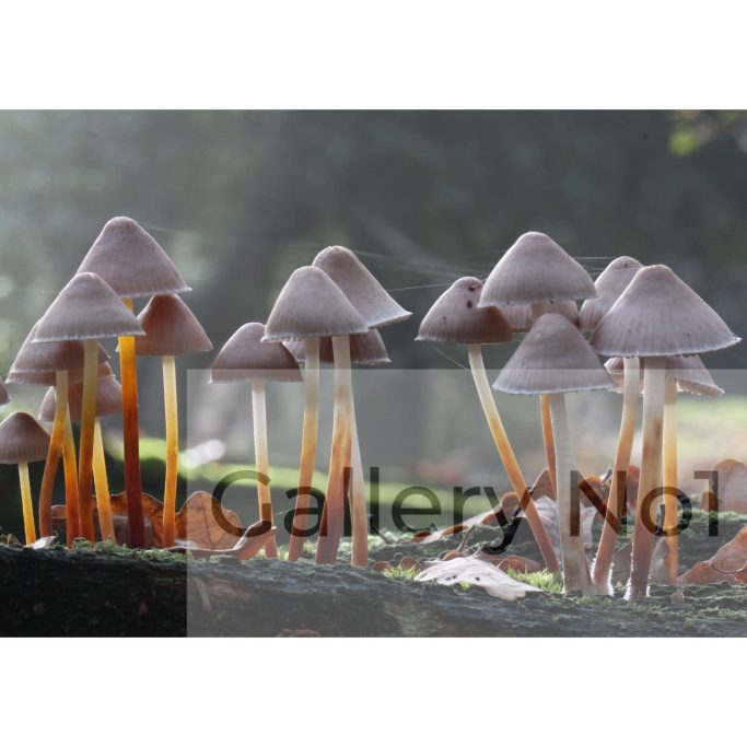 Find photographs of fungus, mushrooms, for sale in the UK.