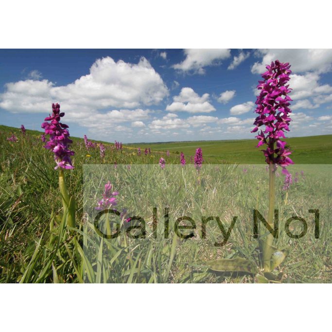 Find photographs of orchids by Andrew Watts for sale in the UK.