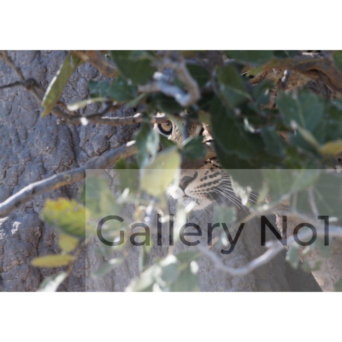 Find photographs of African leopards in the wild for sale.