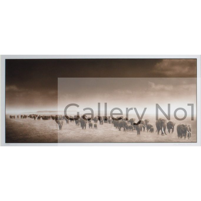 Search for Nick Brandt photograph of elephants for sale