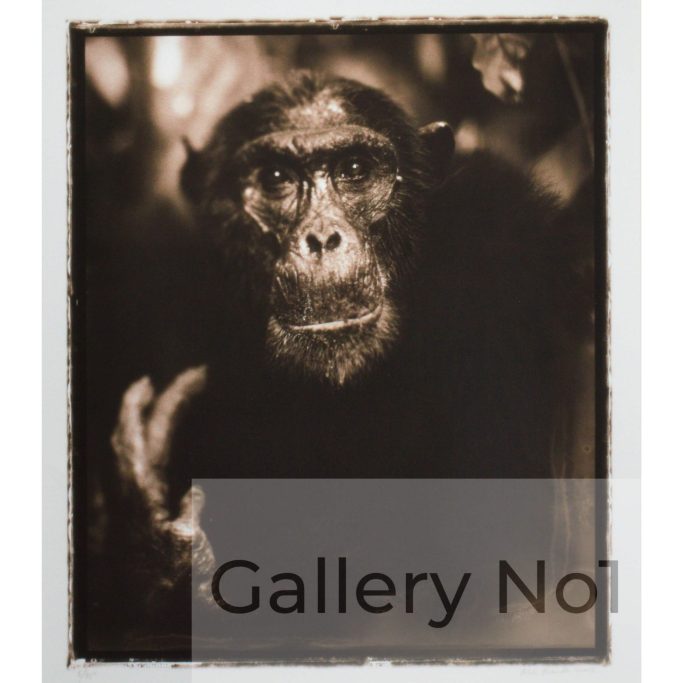 Find Nick Brandt photograph of a chimpanzee for sale