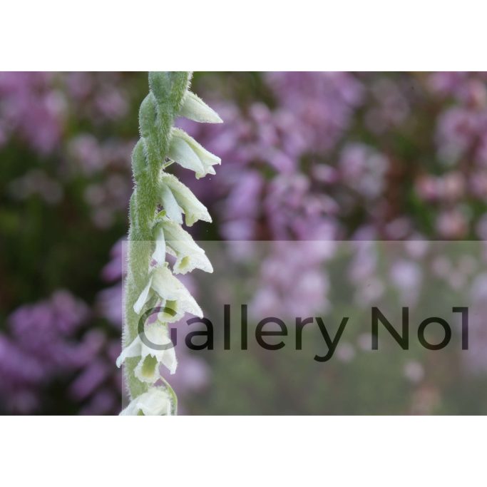 Find a photograph of the tresses orchid for sale in the UK.