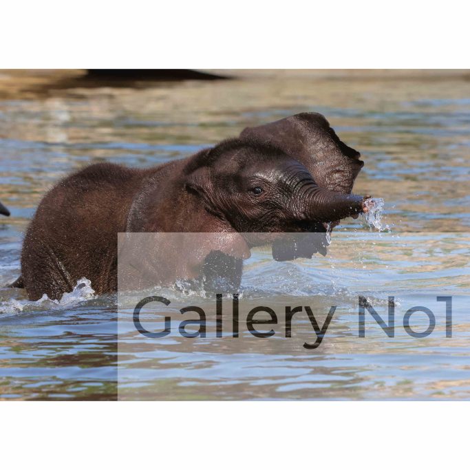 Find a photograph of a baby elephant playing in a river for sale.