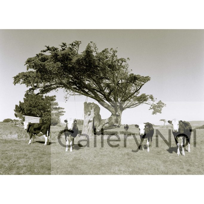 Find a photograph of group of four cows in a field, all looking at the camera