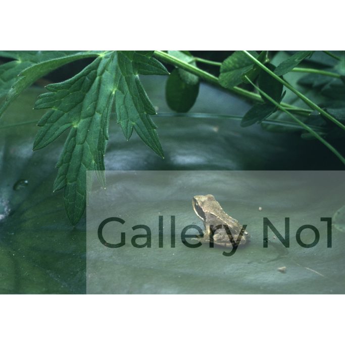 Find a photograph of a common frog for sale in the UK.