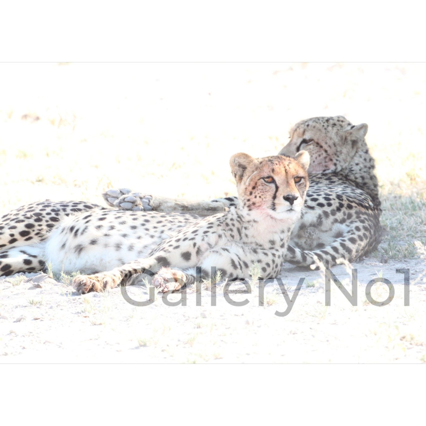 Andrew Watts - Photograph - Two cheetahs resting, Nxai Pan National Park, Botswana