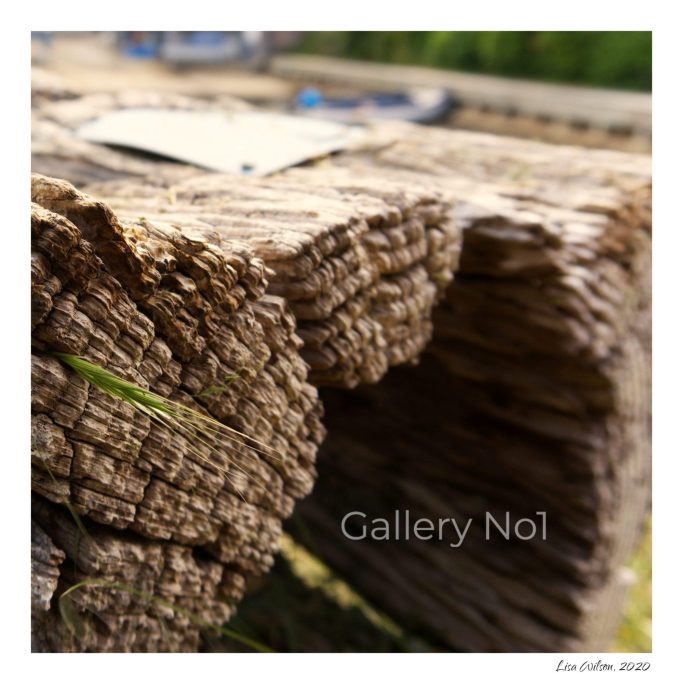Search for photograph of driftwood on seashore by Lisa Wilson 