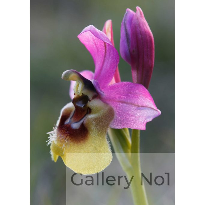 Search for photographs of orchids for sale.