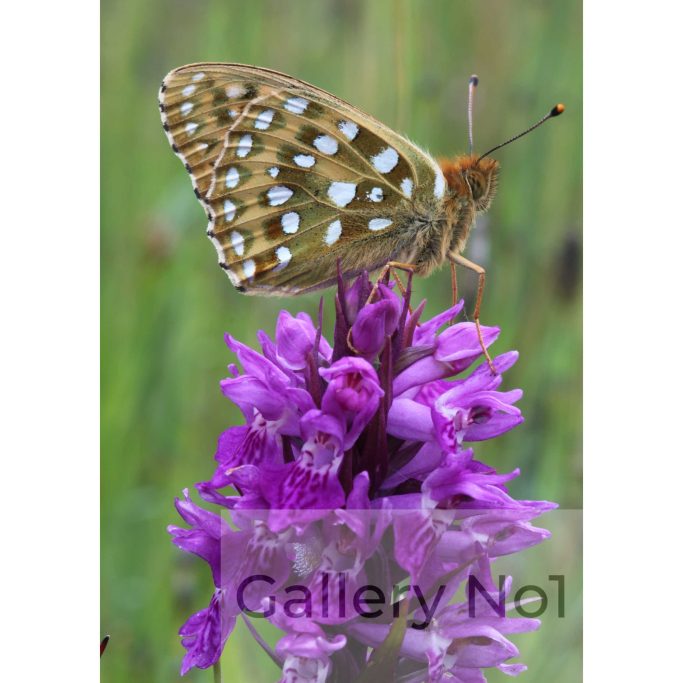 Find photograph of butterfly and orchid together for sale.