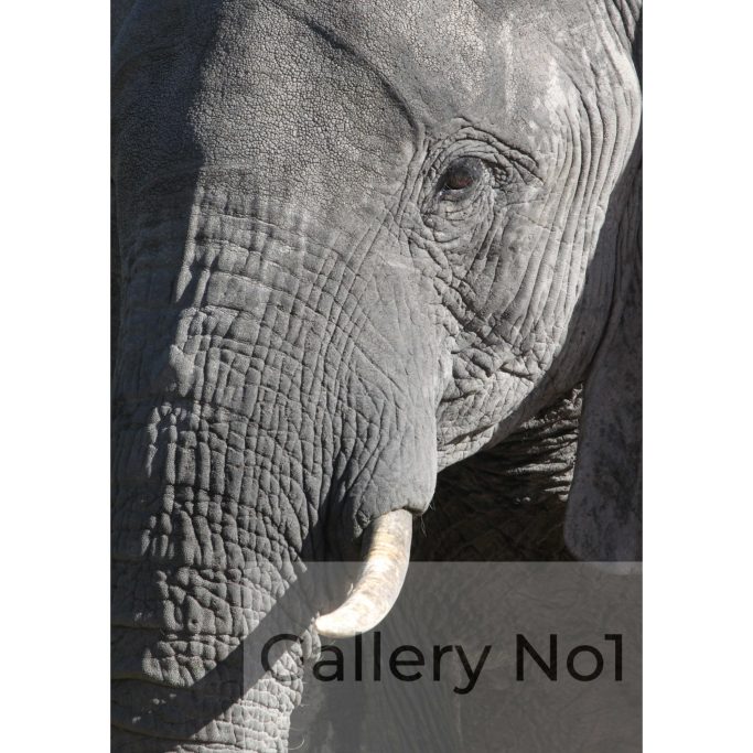 Find a close up photograph of an elephant trunk and tusk for sale.