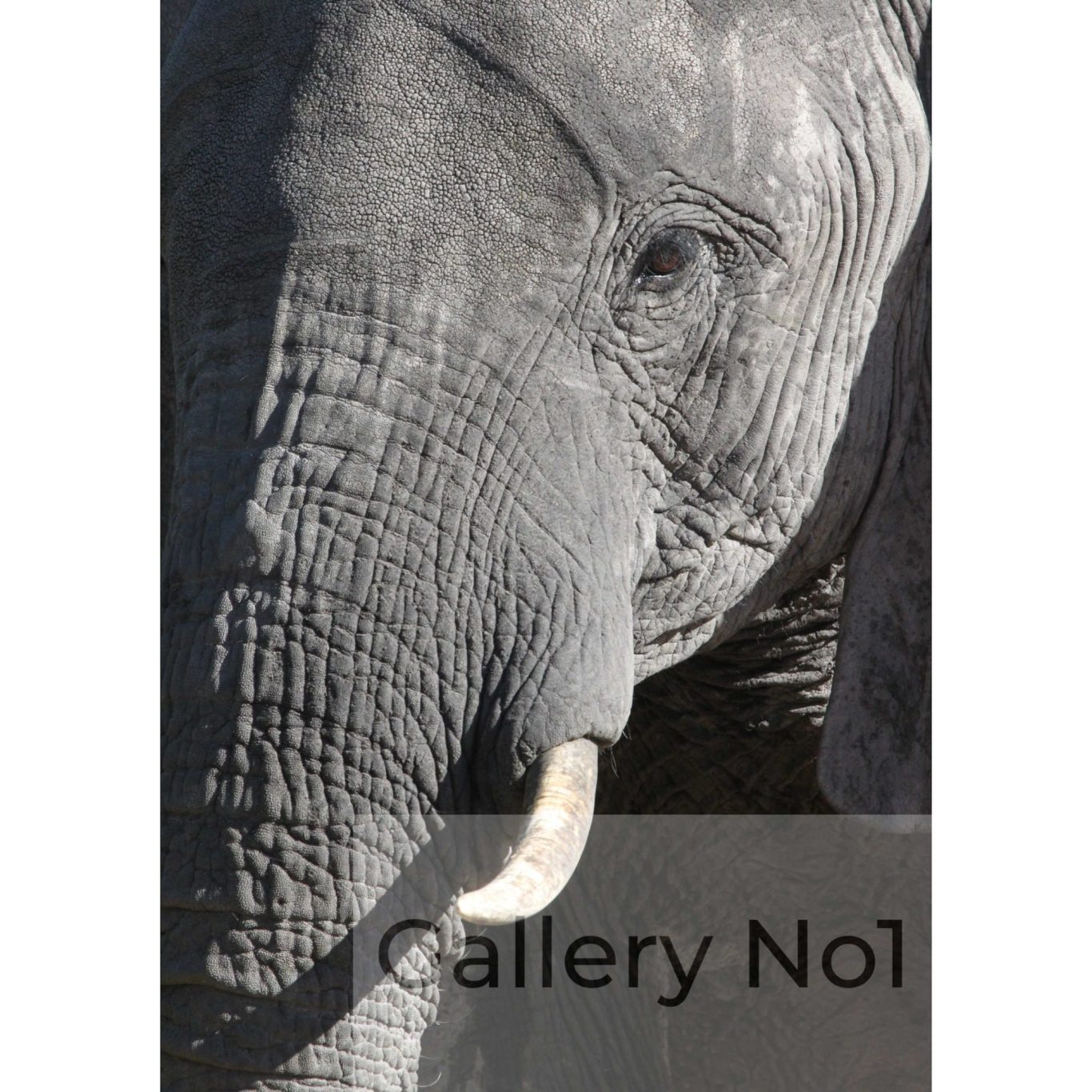 Andrew Watts - Photograph - Elephant trunk and tusk, Chobe National Park, Botswana
