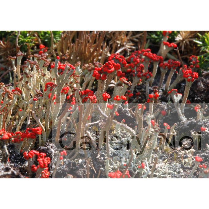 Find a photograph of cladonia lichen for sale in the UK.