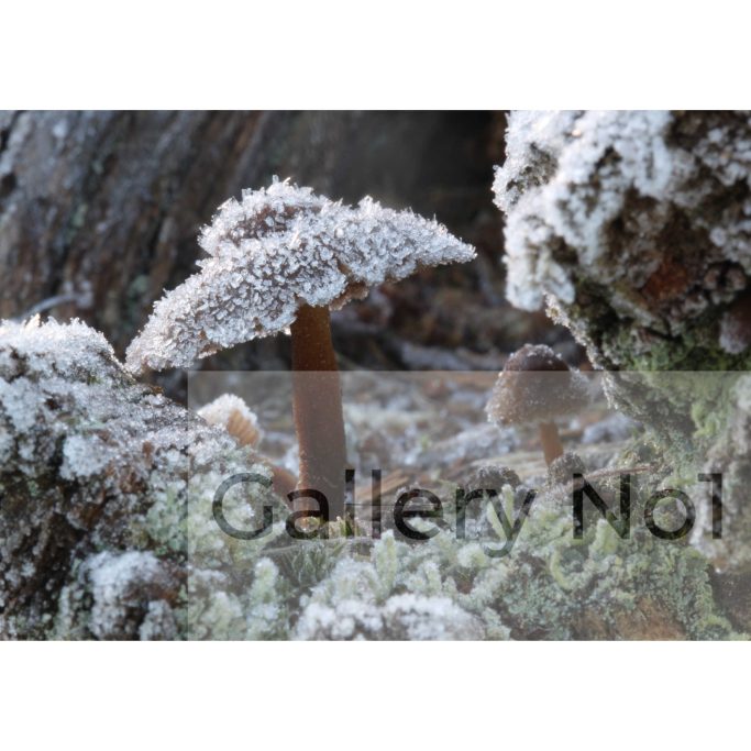Find photographs of mycena fungus for sale in the UK.