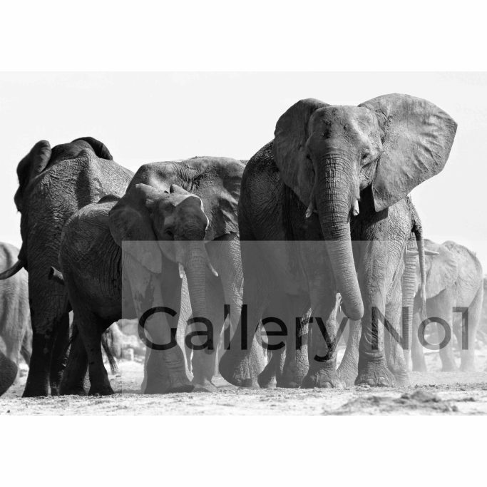 Find black & white photograph of a herd of elephants for sale.